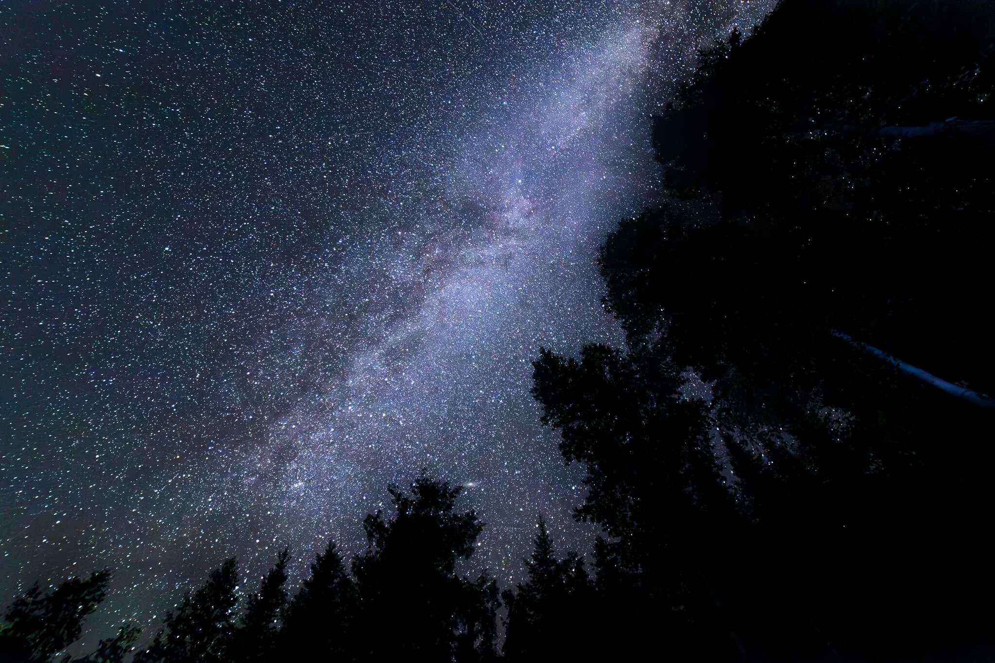 Milky Way core rising through silhouetted pine tree canopy, Boundary Waters Minnesota