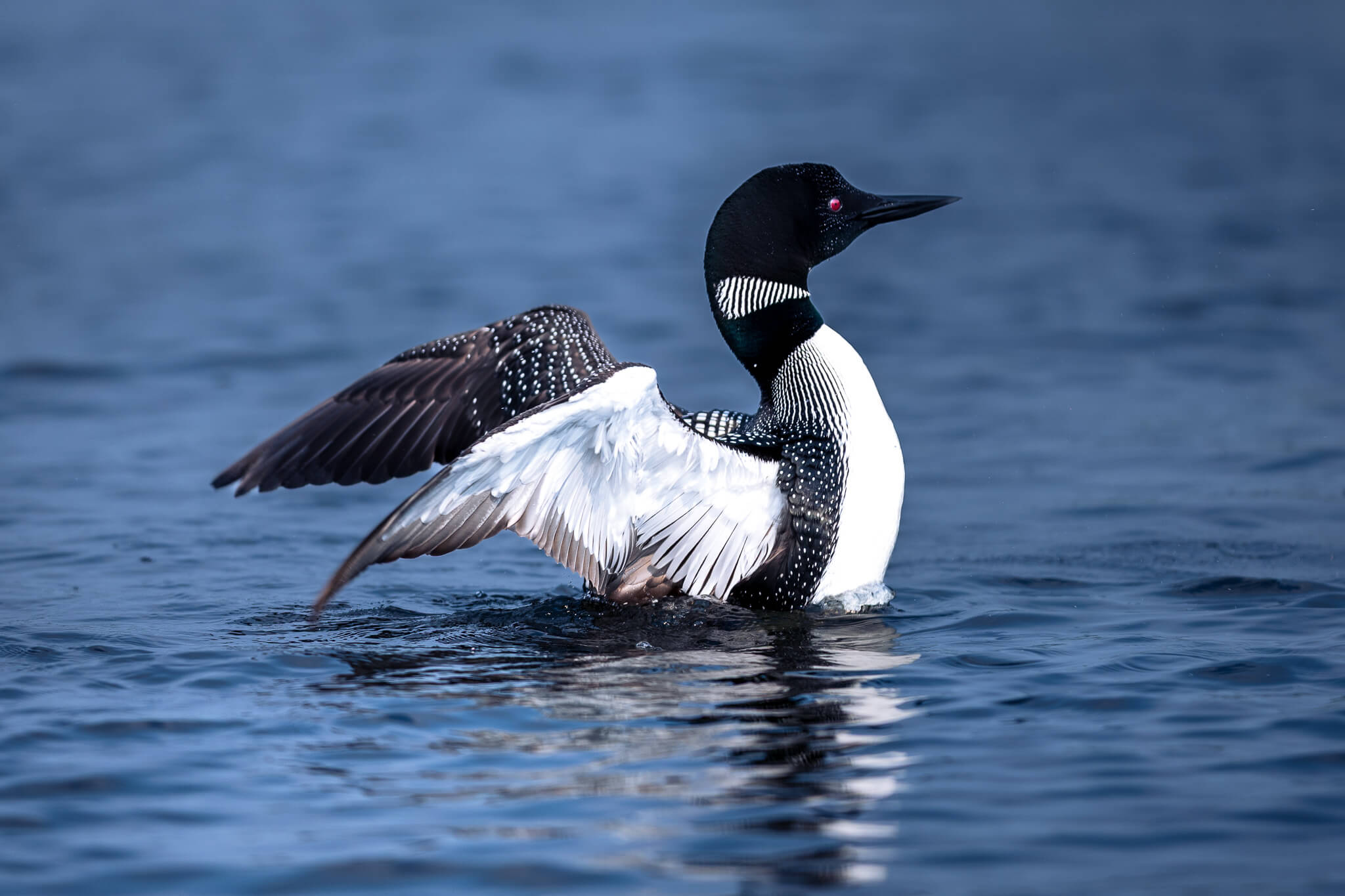 Common loon spreading wings on blue water, Boundary Waters Minnesota