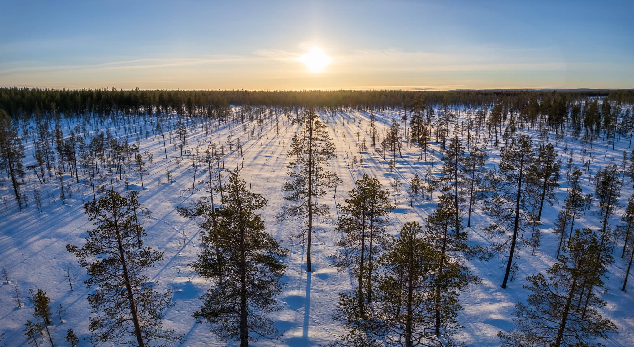 Aerial view of pine trees casting long shadows across snow at golden hour, Lapland
