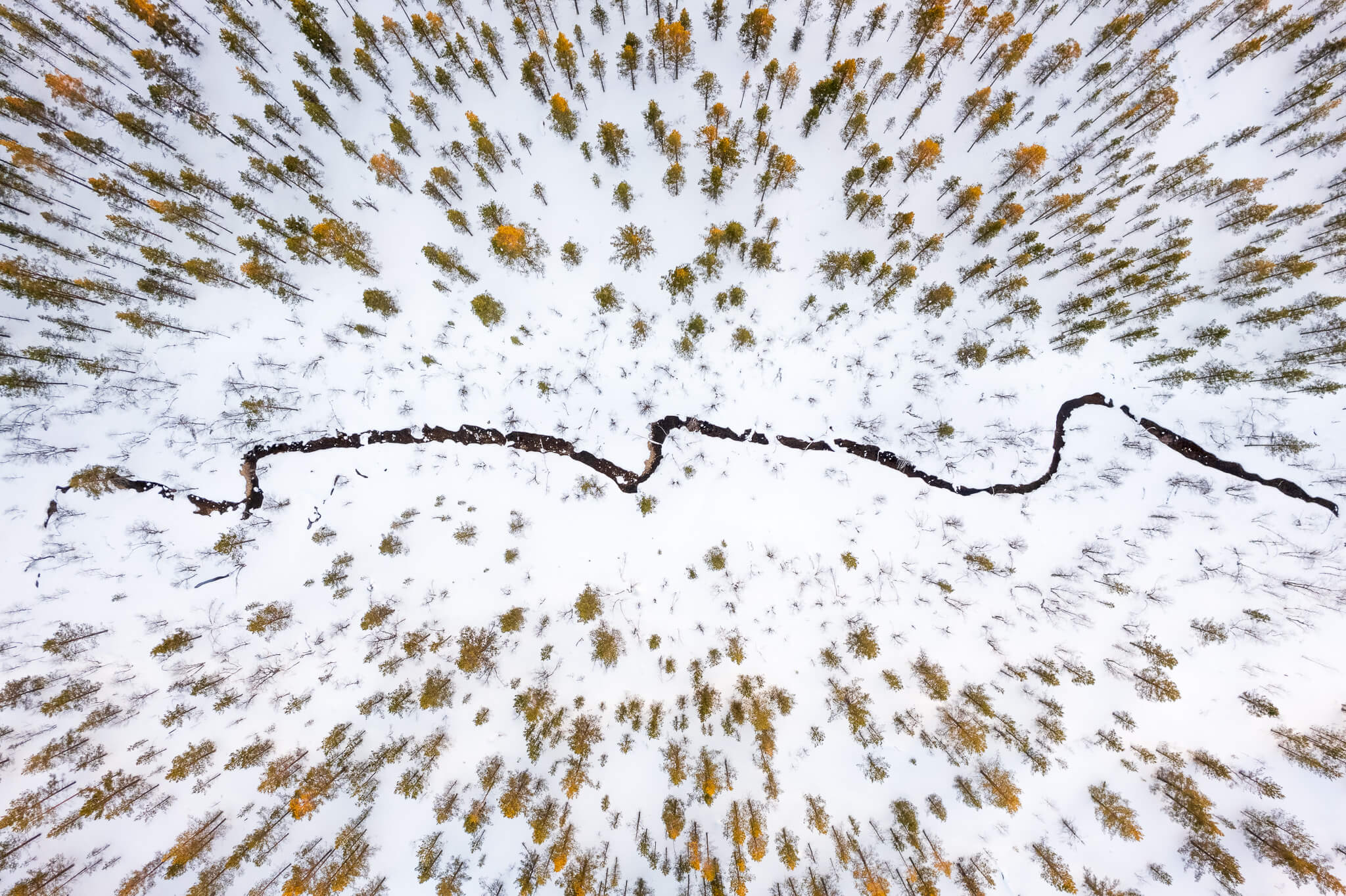 Aerial top-down view of winding frozen river through autumn-snow forest, Lapland