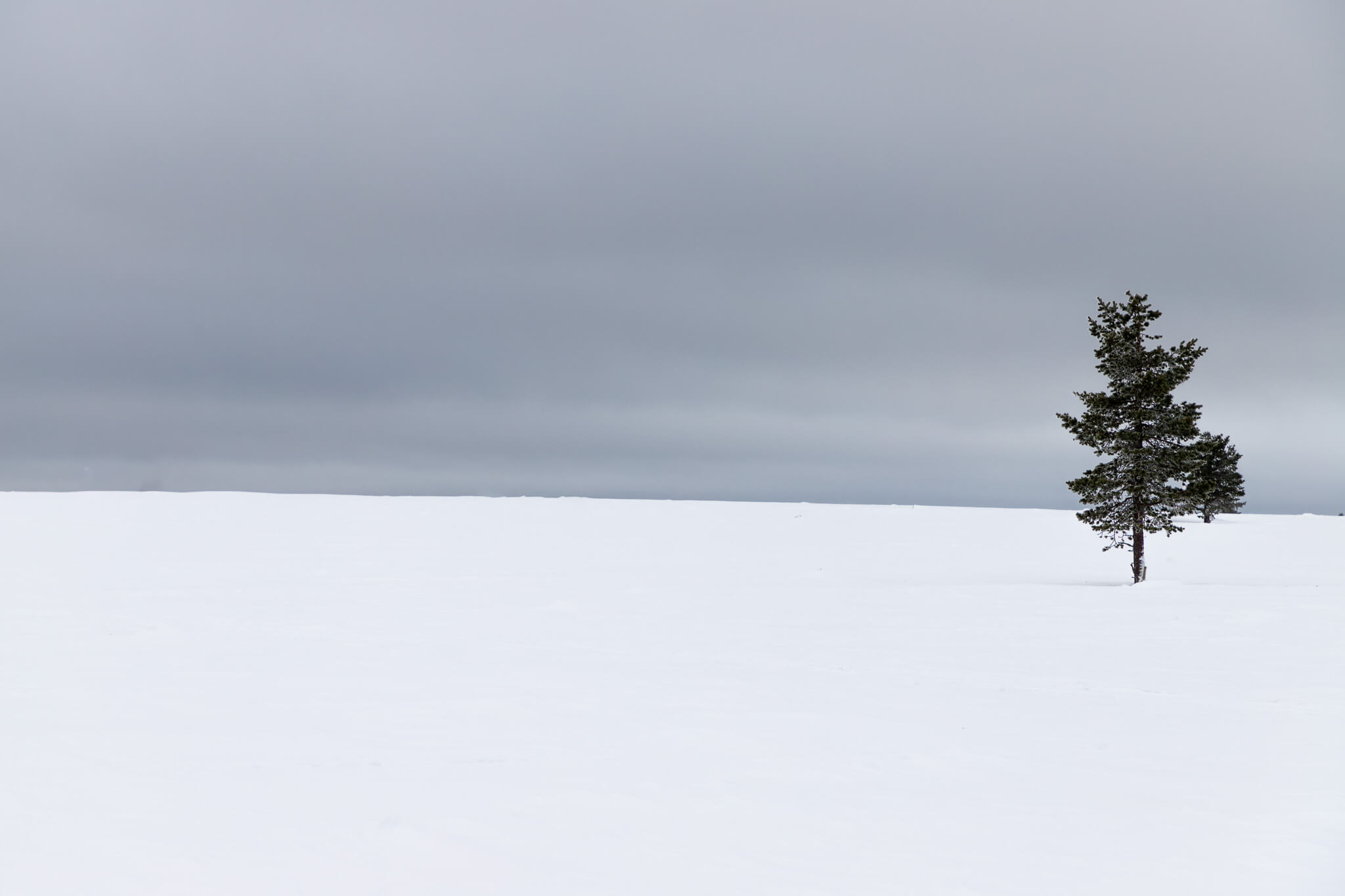 Lone pine tree on vast snow plain under grey sky, Lapland