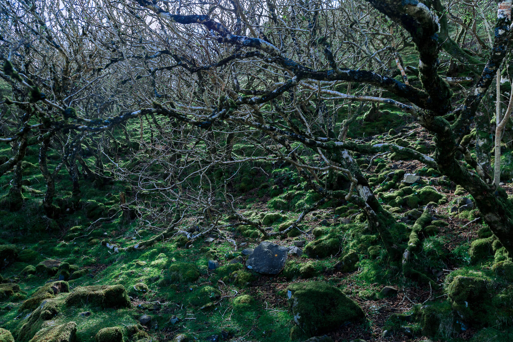 Twisted bare trees over moss-covered boulders in ancient Highland woodland
