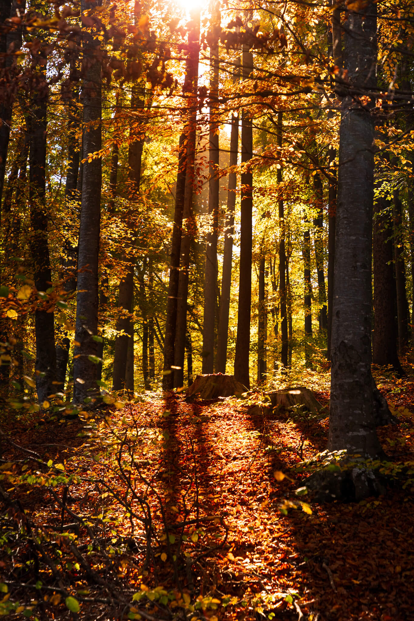 Golden sunbeams streaming through tall autumn trees onto leaf-covered forest floor, Romania