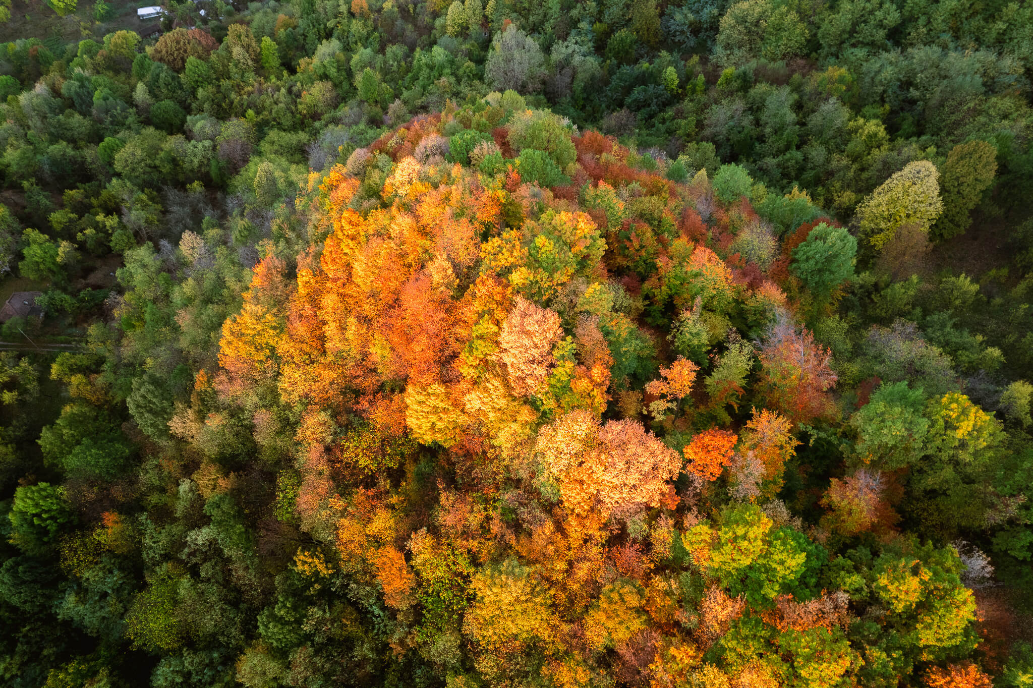 Top-down aerial of vivid orange and yellow autumn treetops, Transylvania Romania