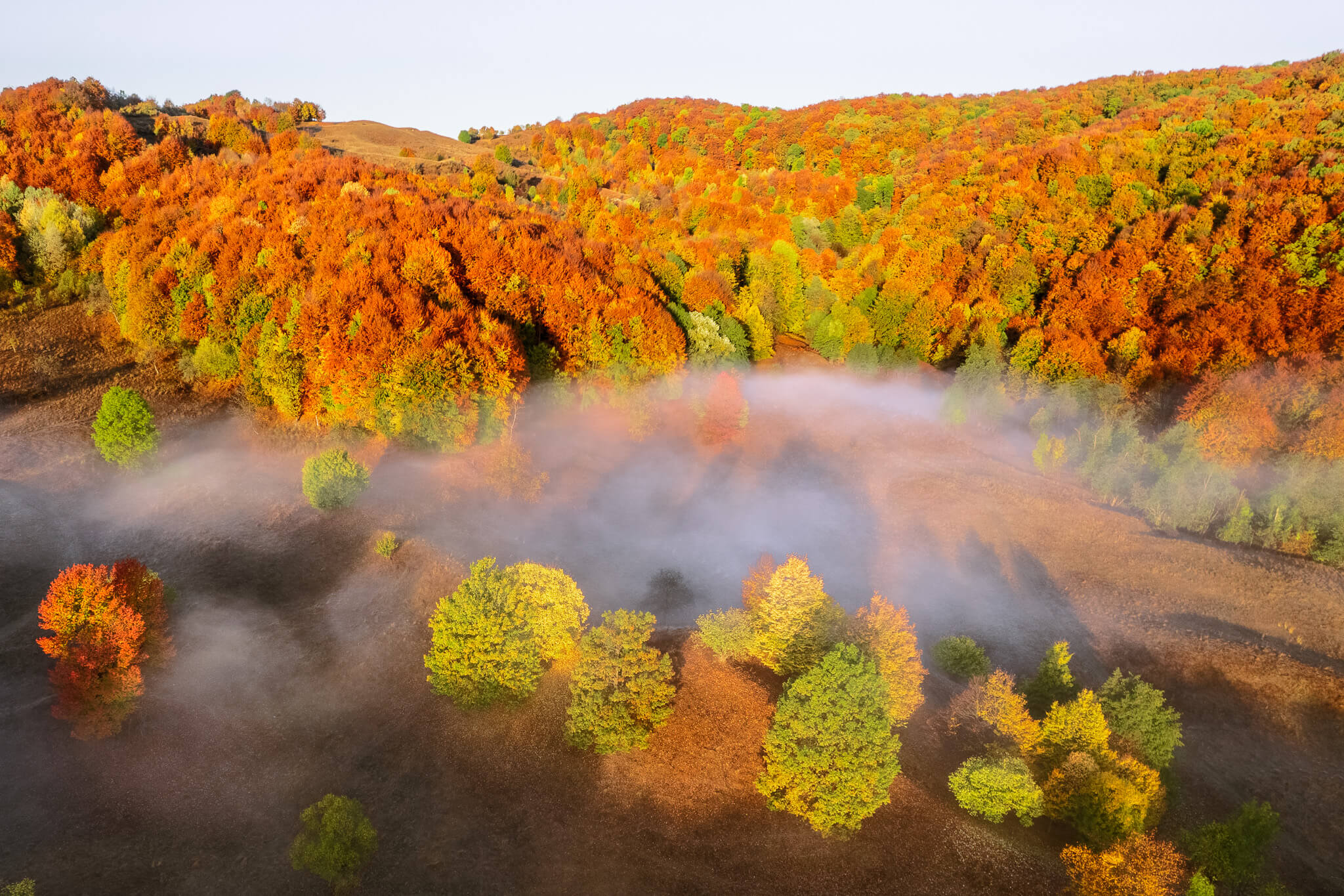 Aerial of misty autumn valley with scattered trees in morning fog, Transylvania Romania