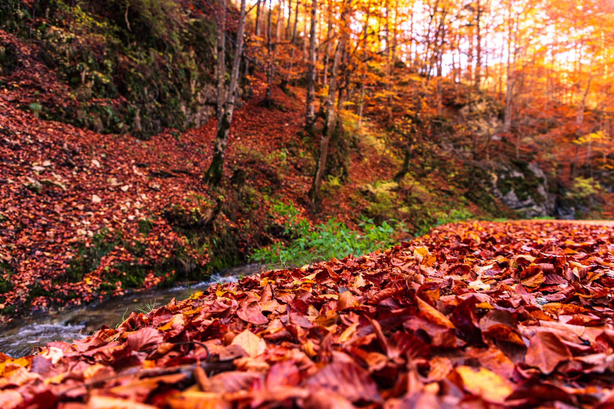 Forest stream with carpet of red autumn leaves and golden light, Transylvania Romania