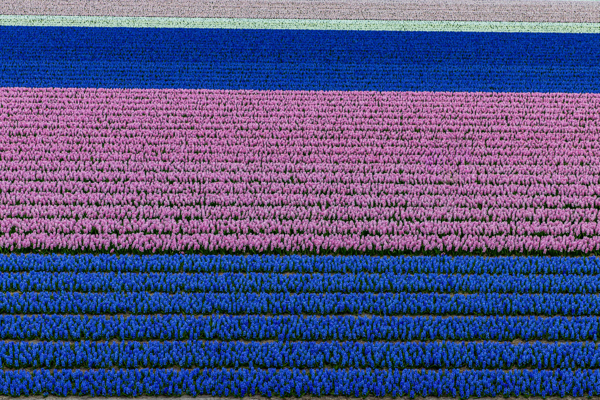 Close aerial view of blue and pink hyacinth rows as bold colour bands, North Holland