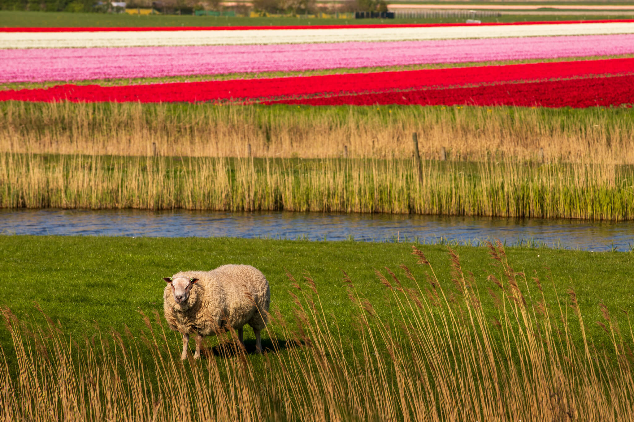 Sheep grazing beside canal with colourful tulip fields beyond, North Holland