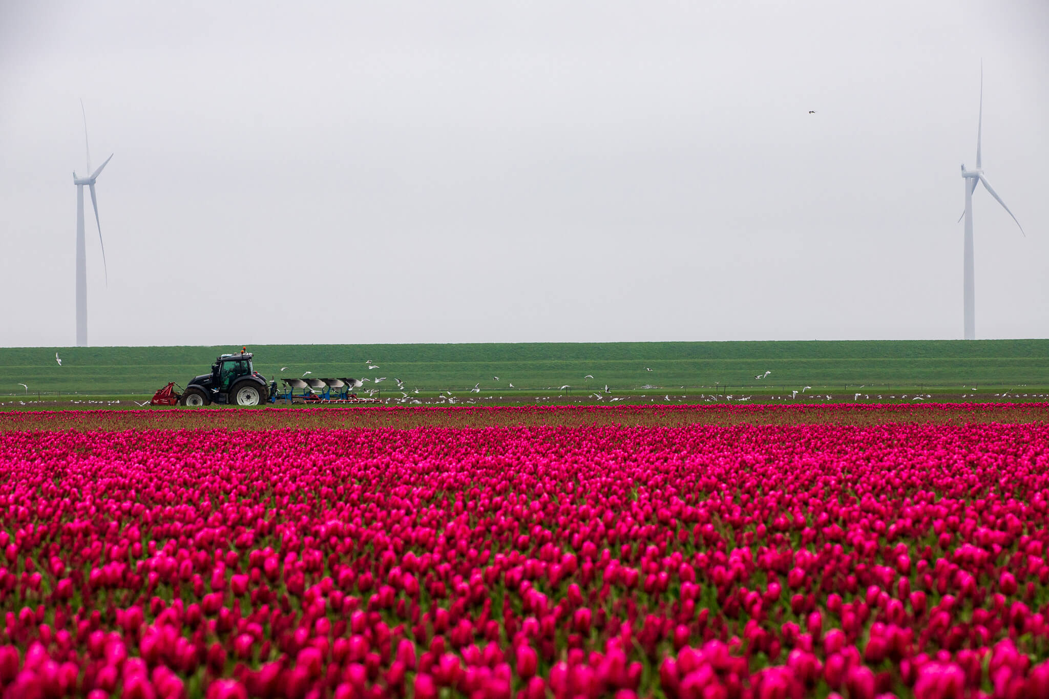 Tractor harvesting magenta tulip field with wind turbines and seagulls, North Holland