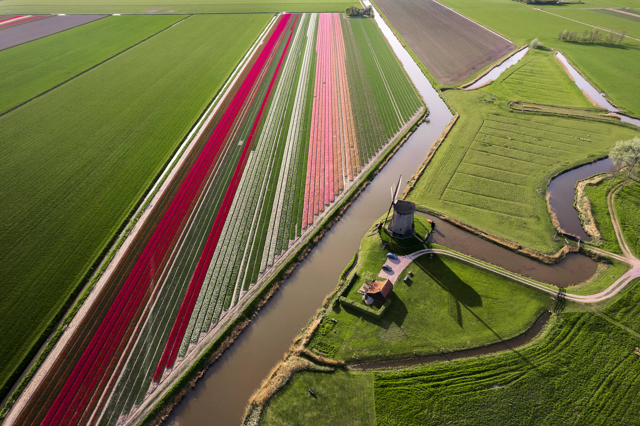 Aerial view of traditional windmill beside striped tulip fields and canals, North Holland