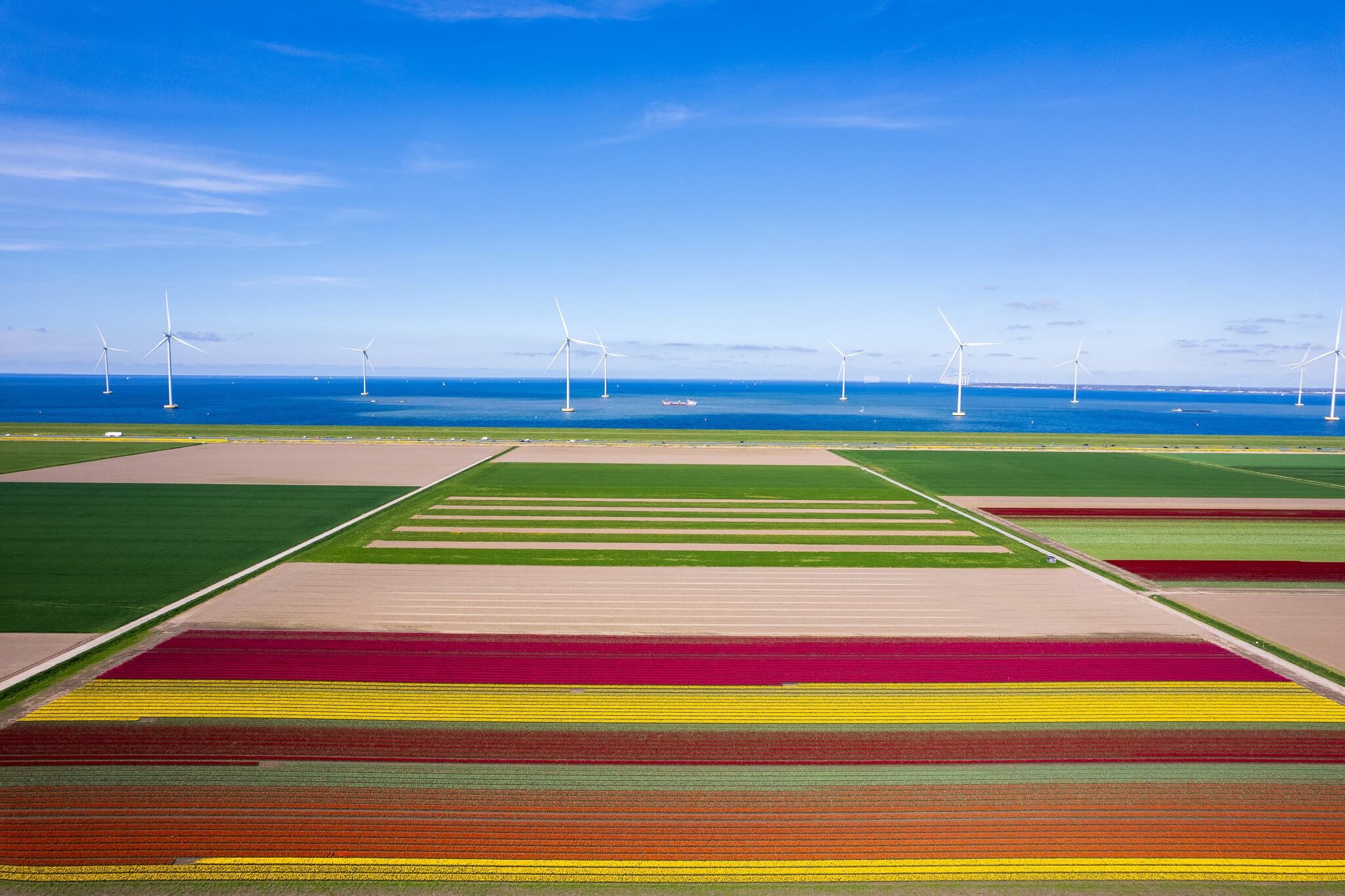 Aerial view of multicoloured tulip fields stretching to sea with offshore wind farm, North Holland