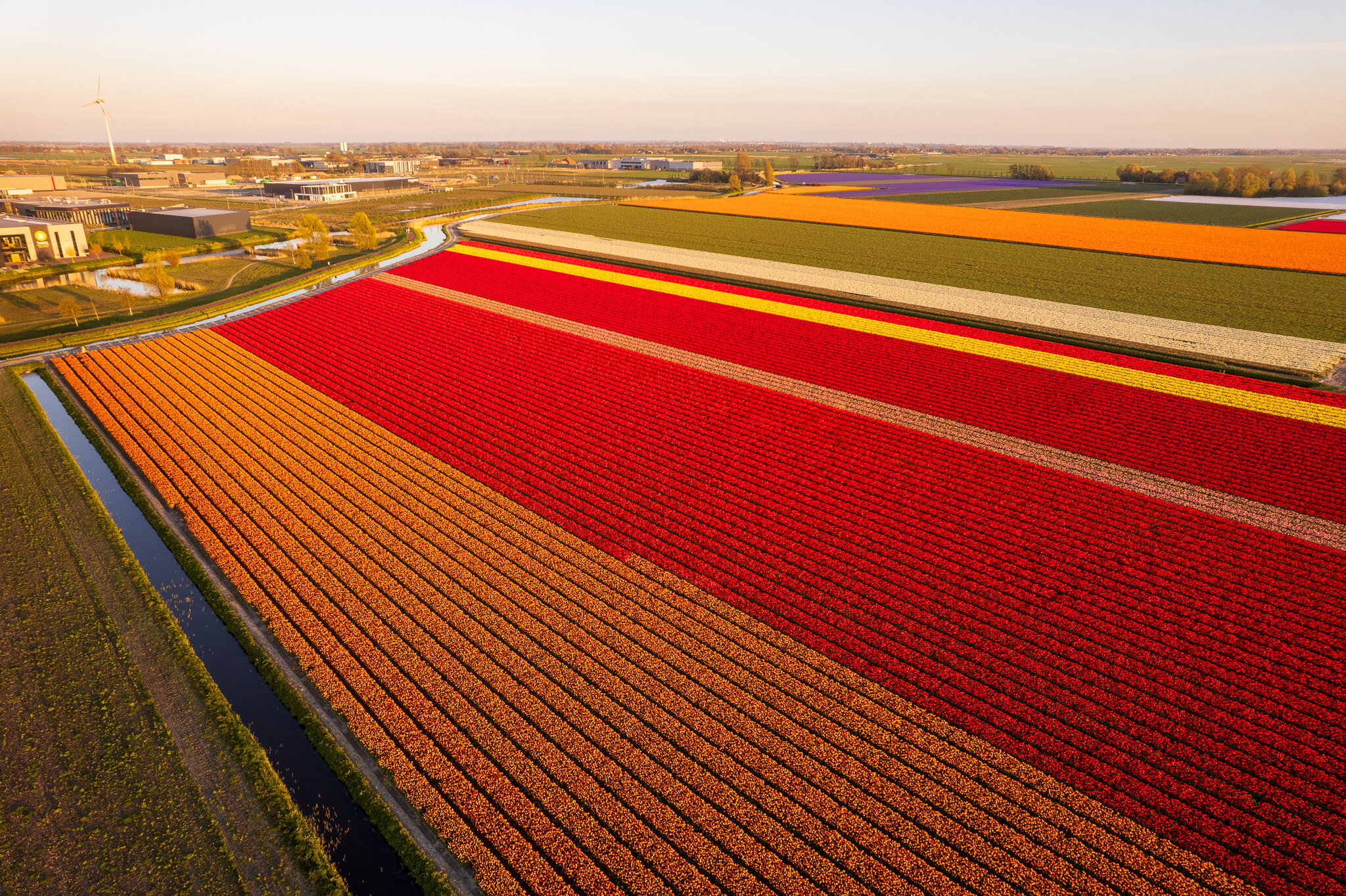 Aerial sunset view of orange and red tulip fields with warm golden light, North Holland