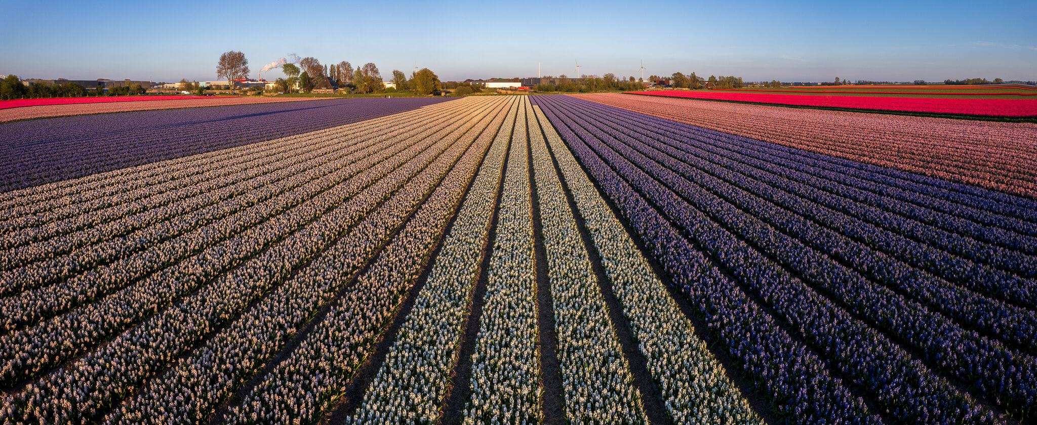 Wide panoramic view of blue, white and pink hyacinth rows at golden hour, North Holland